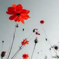  花朵头像女生头像高清唯美微信头像图片大全