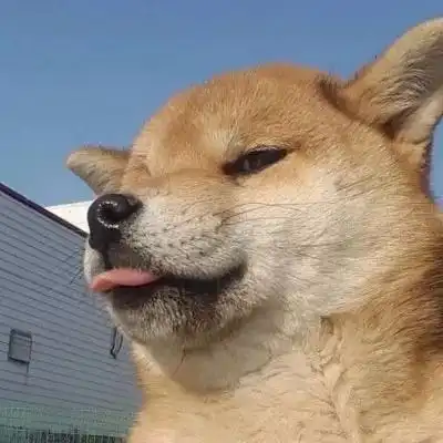  狗狗头像祝你早日脱单鸭