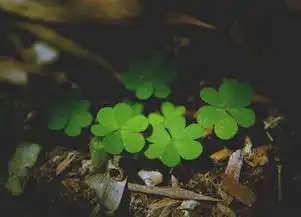  小清新图片四叶草的爱