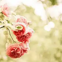  2019最新优雅花朵头像微信头像图片大全