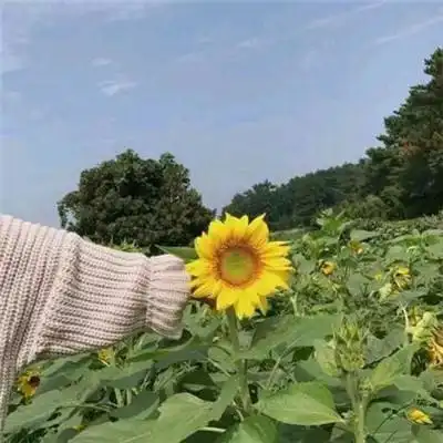 微信头像是花草表明了什