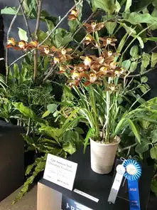  只开1朵大花的拖鞋兰拿下2019年东京世界兰花展首奖