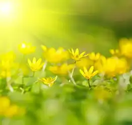  丁香花什么时候开花养殖注意事项须知