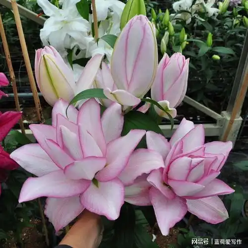 微信头像是花草表明了什