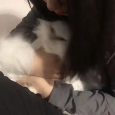 闺蜜双人头像猫咪猫咪