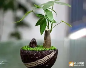  真图发财树图片可能你养的不是发财树