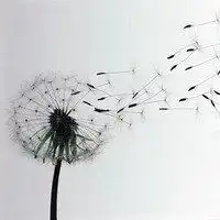  唯美好看蒲公英微信头像微信头像图片大全