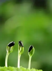  范曙明花悟朗读范曙明