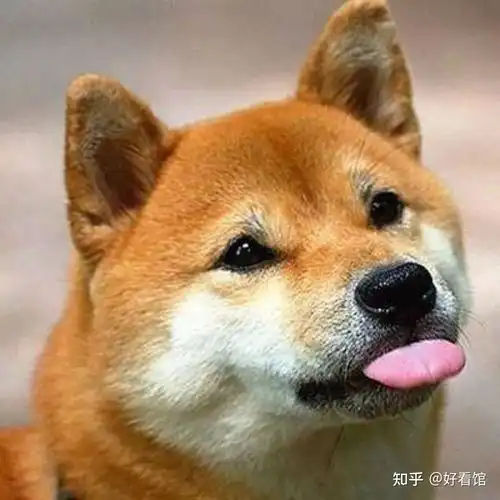  狗子头像可爱又憨憨的狗子头像奶凶奶凶可爱情侣狗子头像