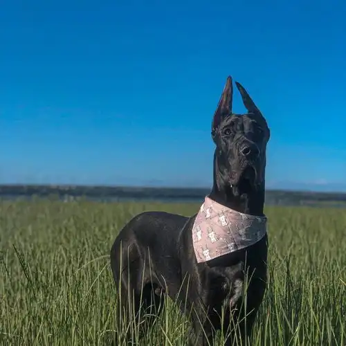  135斤大狗总一脸严肃,看起来像恶犬,其实路人都爱跟它拍照