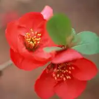  微信头像红色的花微信头像图片大全