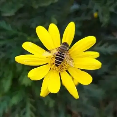  精挑细选的花草微信头像