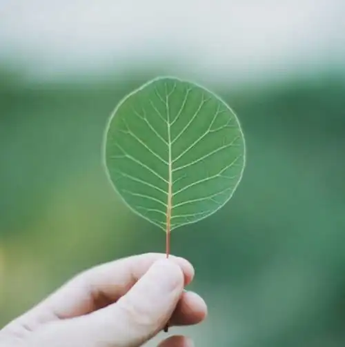  于简单处安放自己的心灵