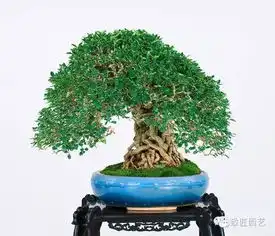  制作欣赏盆景有益健康