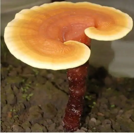  灵芝多糖图片,灵芝多糖高清图片西安维特生物科技有限责任公司,中国制造网