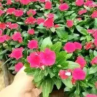 青州长春花北京长春花北京长春花图片