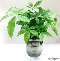  发财树也要讲究风水的,一定要看