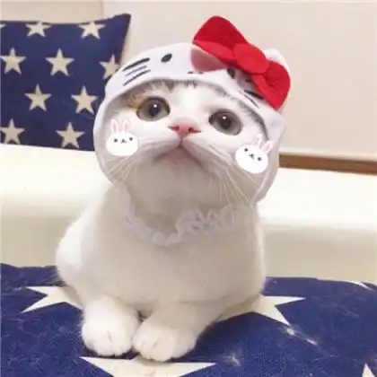  可爱萌猫情侣头像,命里有时终需有不要在意