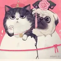  吾皇和巴扎黑情侣头像微信头像图片大全