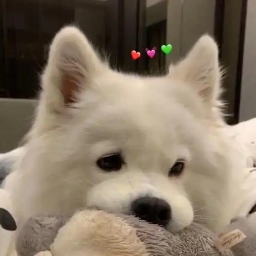  狗狗肾结石如何保守治疗
