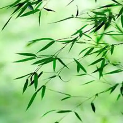 有太阳光的微信头像兰恩