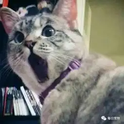 那些年最火的网红头像小