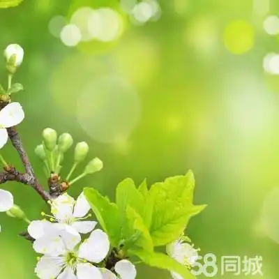  万景阳光二手房房价走势,凉山万景阳光二手房出售租房价格凉山安居客