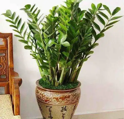  越来越多人养3种树,寓意招财和好运,我就养了多盆