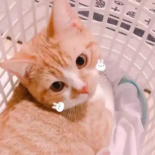  好玩的tv购物节是男生节啦