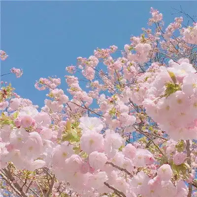  2018微信头像风景或花草唯美阳光一点的微信风景头像