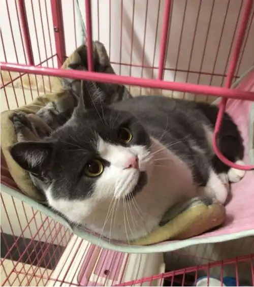  惬意如猫,吊床可能只有猫才配拥有吧