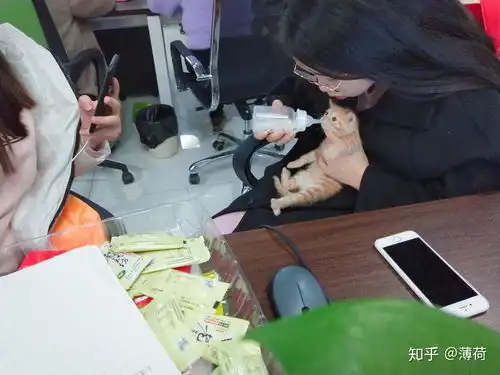  带宠物上班是什么体验