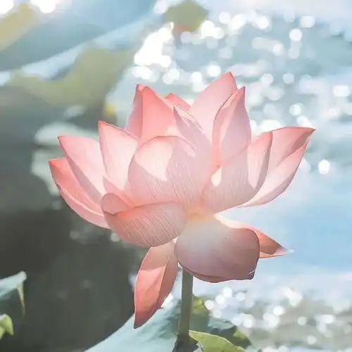  一组高清情头