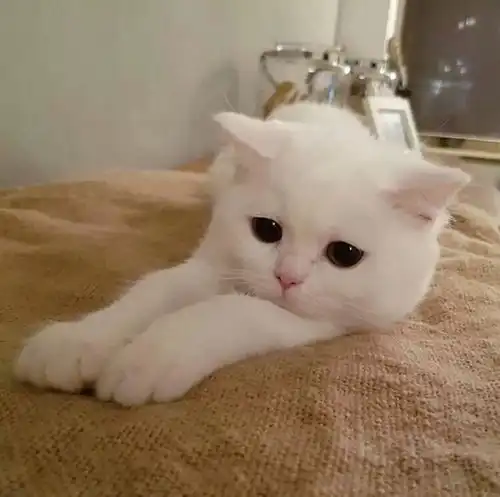  背景图如果没能力把眼前的苟且过好,就暂时不要去想诗和远方