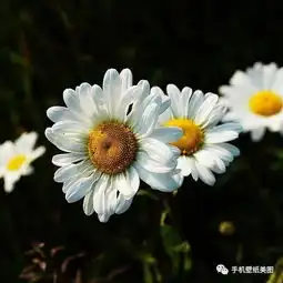  微信花草头像大全,带来好运的头像