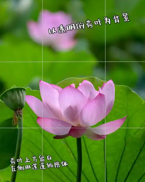  12个荷花手机摄影技巧,让你的荷花照片,不俗又好看