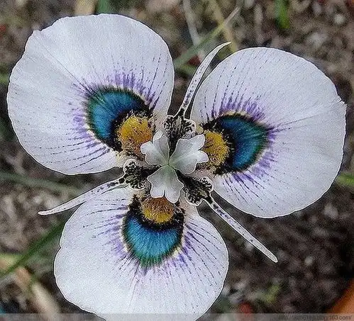  分享图片奇异花卉图