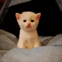 情侣头像奶凶奶气的小猫