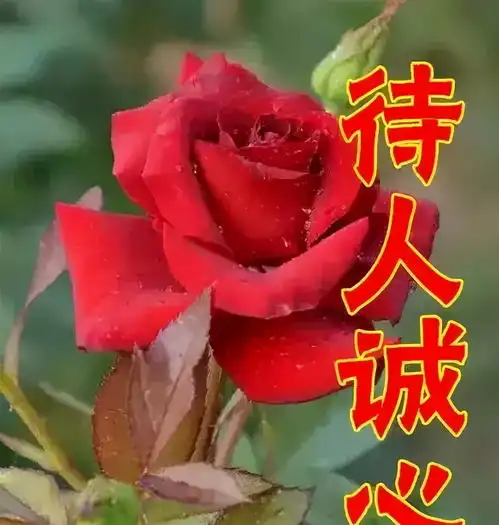  女神节,最美的祝福送给你,全天下的女神们,祝你们节日快乐哔哩哔哩专栏