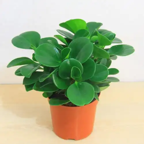  这6种花,就得穷着养,花盆越小,长势越喜人植株长寿花虎皮兰枝干网易订阅