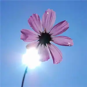  高清微信头像风景花朵图片意境图片素材