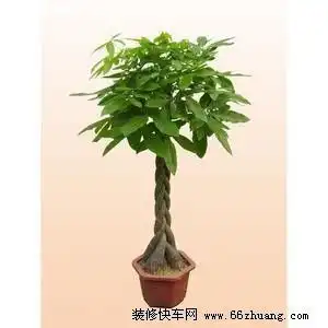  养发财树窍门儿如何养好发财树