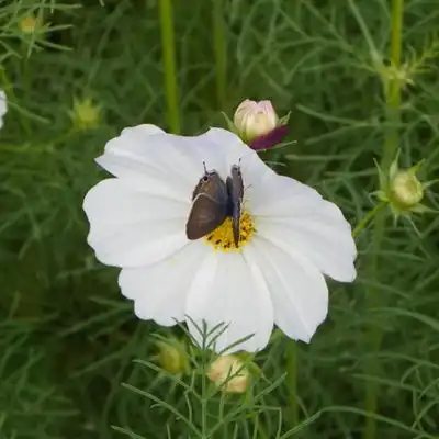  清新花朵头像,好看淡雅唯美的波斯菊图片