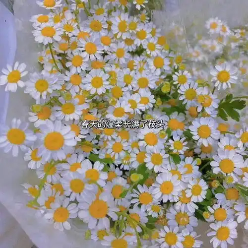 2023最新繁花盛开风景头像