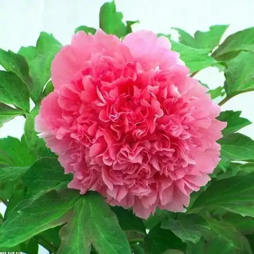 微信头像是花草表明了什