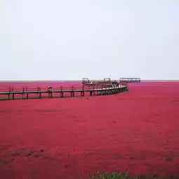  世界上独一无二的红色海洋迎来最美季节错过等一年