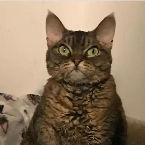  全家都劝我别养那只凶猫,但后来真香