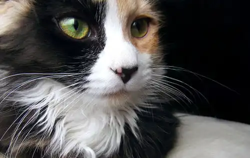  一女子在垃圾桶旁捡到小猫,送到医院才知道小猫竟非同寻常