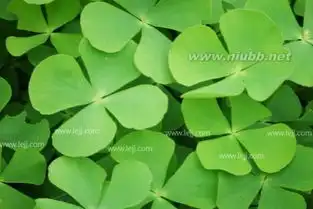 四叶草吉祥头像头像
