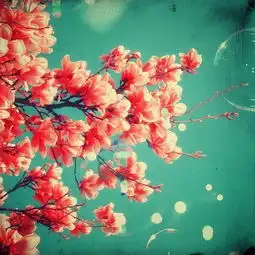  小清新伤感风景鲜花唯美图片